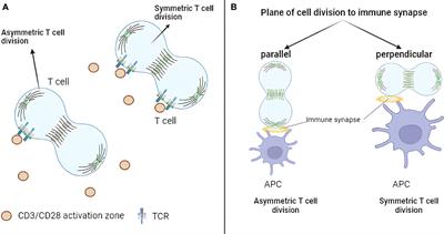 Asymmetric T-cell division: insights from cutting-edge experimental techniques and implications for immunotherapy